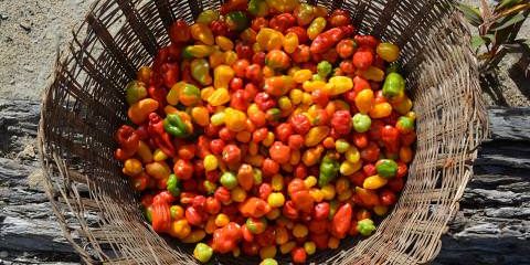 Pepper0